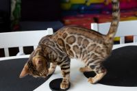 Kotka bengalska Falbala Aeni Bengal*Pl 