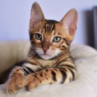 kiedy-z-kotem-do-weterynarza.jpg Aeni Bengal*Pl