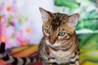 Kot bengalski Drax Aeni Bengal*Pl 