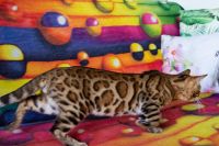 Kot bengalski Drax Aeni Bengal*Pl 