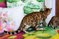 Kot bengalski Drax Aeni Bengal*Pl 