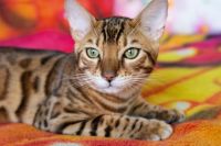 Kot bengalski Drax Aeni Bengal*Pl 