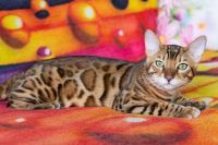 Kot bengalski Drax Aeni Bengal*Pl 