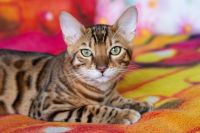 Kot bengalski Drax Aeni Bengal*Pl 