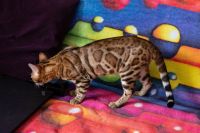 Kot bengalski Drax Aeni Bengal*Pl 