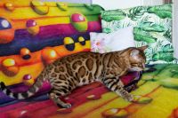 Kot bengalski Drax Aeni Bengal*Pl 