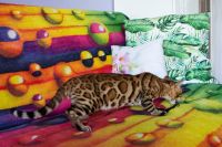 Kot bengalski Drax Aeni Bengal*Pl 