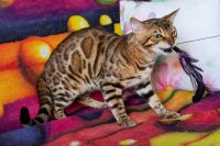 Kot bengalski Drax Aeni Bengal*Pl 