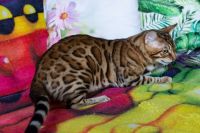 Kot bengalski Drax Aeni Bengal*Pl 