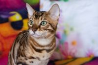 Kot bengalski Drax Aeni Bengal*Pl 