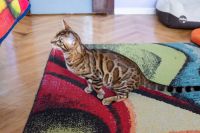 Kot bengalski Drax Aeni Bengal*Pl 