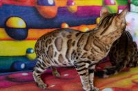 Kot bengalski Drax Aeni Bengal*Pl 