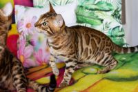 Kot bengalski Drax Aeni Bengal*Pl 