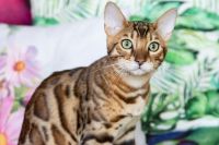 Kot bengalski Drax Aeni Bengal*Pl 