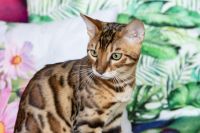 Kot bengalski Drax Aeni Bengal*Pl 