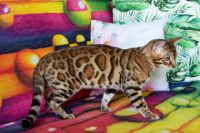 Kot bengalski Drax Aeni Bengal*Pl 