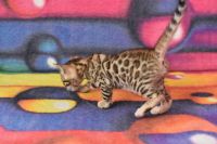 Kot bengalski Flash Aeni Bengal*Pl 