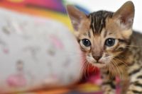 Kot bengalski Flash Aeni Bengal*Pl 