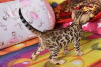 Kot bengalski Flash Aeni Bengal*Pl 