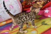 Kot bengalski Flash Aeni Bengal*Pl 