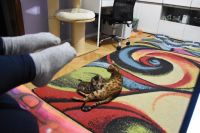 Kot bengalski Flash Aeni Bengal*Pl 