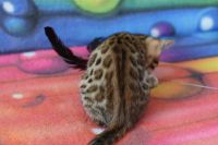 Kot bengalski Flash Aeni Bengal*Pl 