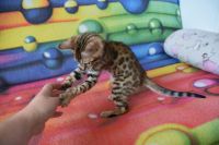 Kot bengalski Flash Aeni Bengal*Pl 