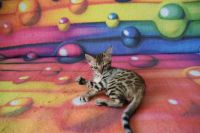 Kot bengalski Flash Aeni Bengal*Pl 