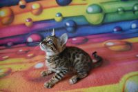 Kot bengalski Flash Aeni Bengal*Pl 