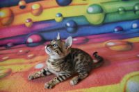 Kot bengalski Flash Aeni Bengal*Pl 