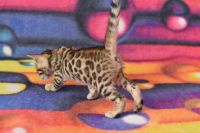 Kot bengalski Flash Aeni Bengal*Pl 