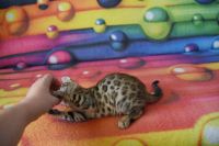 Kot bengalski Flash Aeni Bengal*Pl 