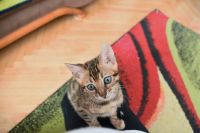 Kot bengalski Flash Aeni Bengal*Pl 