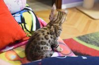 Kot bengalski Flash Aeni Bengal*Pl 