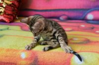 Kot bengalski Flash Aeni Bengal*Pl 