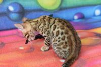 Kot bengalski Flash Aeni Bengal*Pl 