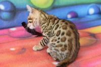 Kot bengalski Flash Aeni Bengal*Pl 