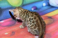 Kot bengalski Flash Aeni Bengal*Pl 