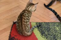 Kot bengalski Flash Aeni Bengal*Pl 