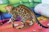 Kot bengalski Flash Aeni Bengal*Pl 