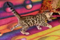 Kot bengalski Flash Aeni Bengal*Pl 