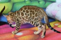 Kot bengalski Flash Aeni Bengal*Pl 