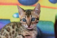 Kot bengalski Flash Aeni Bengal*Pl 