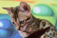 Kot bengalski Flash Aeni Bengal*Pl 