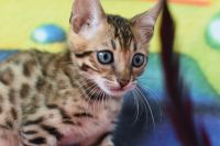 Kot bengalski Flash Aeni Bengal*Pl 