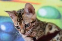 Kot bengalski Flash Aeni Bengal*Pl 