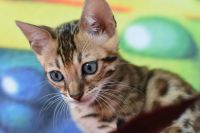 Kot bengalski Flash Aeni Bengal*Pl 