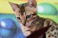 Kot bengalski Flash Aeni Bengal*Pl 