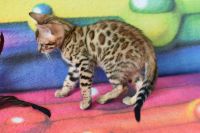 Kot bengalski Flash Aeni Bengal*Pl 