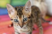 Kot bengalski Flash Aeni Bengal*Pl 